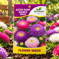 Aster Giant Double Mixed Flower Seeds