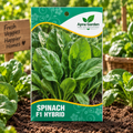 Spinach F1-Hybrid Seeds