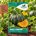 Sweet Pumpkin F1-Hybrid Seeds