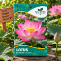 Lotus Flower Seeds