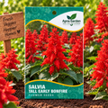 Salvia Tall Early bonfire Flower Seeds