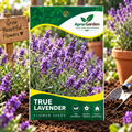 True Lavender Seeds