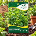 Peppermint Seeds