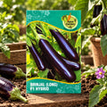 Brinjal (Long) F1-Hybrid Seeds