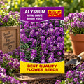 Alyssum Royal Carpet Bright Violet - Flower Seeds