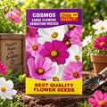 Cosmos Large Flowers Seeds