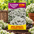 Alyssum Snow Cloth White Flower Seeds