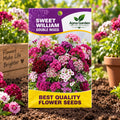 Sweet William Double Mixed - Flower Seeds
