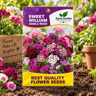 Sweet William Double Mixed - Flower Seeds