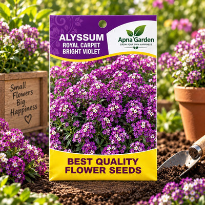 Alyssum Royal Carpet Bright Violet - Flower Seeds