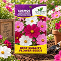 Cosmos Large Flowers Seeds