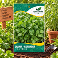 Coriander (Dhania) F1-Hybrid Seeds