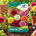 Dahlia Tall Mixed Flower Seeds