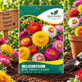 Helichrysum Semi Dwarf Laurin Flower Seeds
